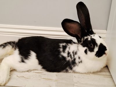 Króliczek / KARTACZ / Warszawa