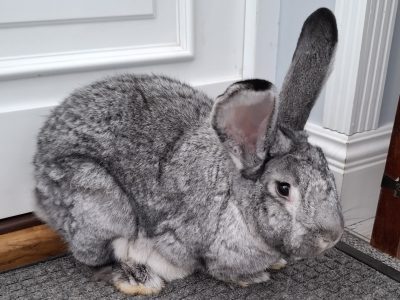 Króliczka / FOKA / Warszawa
