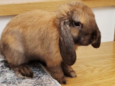 Króliczek / FRYDERYK / Warszawa