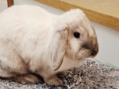 Króliczek / PAN OPONKA / Warszawa