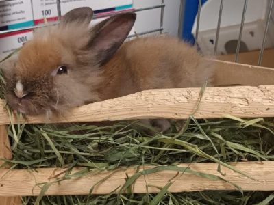 Króliczek / BOBEK / Siemianowice Śląskie