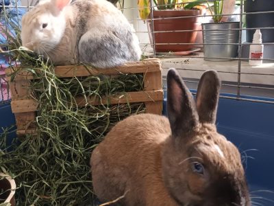 Króliczek / MAZUREK & KREMÓWKA / Siemianowice Śląskie